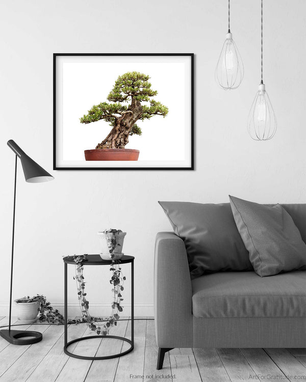European Olive Tree, Bonsai Photography Print