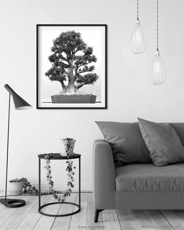 Willow Leaf Fig, Bonsai Tree Fine Art Photography Print