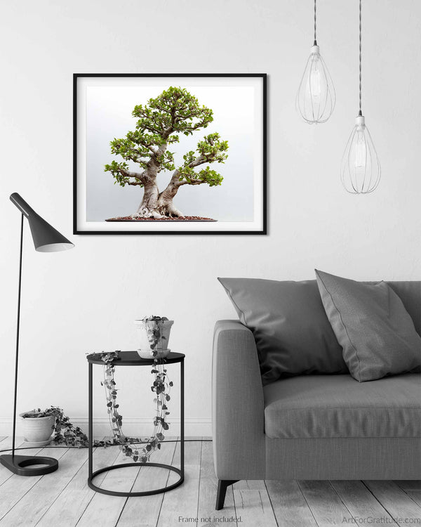 Taiwan Fig, Bonsai Tree Fine Art Photography Print