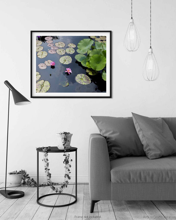 Water Lily Flower at Chicago Botanic Garden, Chicago Illinois Fine Art Photography Print