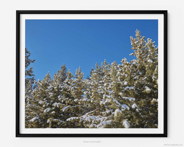 Snow On Pines In White River National Forest, Vail Colorado Fine Art Photography Print