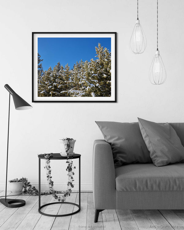 Snow On Pines In White River National Forest, Vail Colorado Fine Art Photography Print