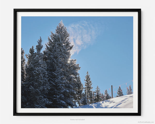Sun Thru Colorado Pines, Vail Colorado Fine Art Photography Print