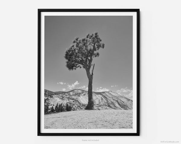 Olmsted Point Juniper Tree, Yosemite Black And White Fine Art Photography Print