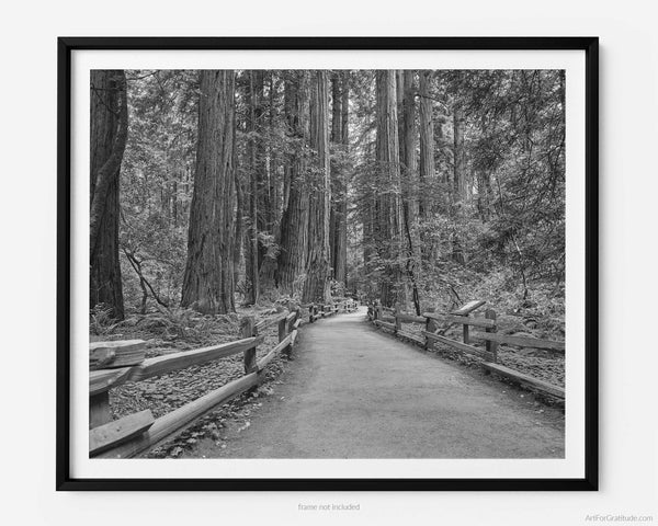 Muir Woods Hiking Trail, Marin County California Black And White Fine Art Photography Print