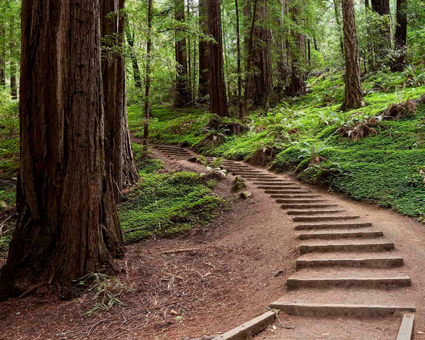 Muir Woods Hiking Trail Staircase, Marin County California Fine Art Photography Print