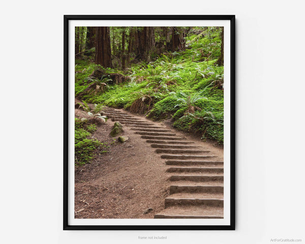 Muir Woods Hiking Trail Stairs, Marin County California Fine Art Photography Print