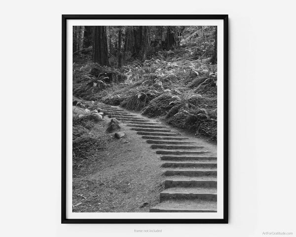 Muir Woods Hiking Trail Stairs, Marin County California Black And White Fine Art Photography Print