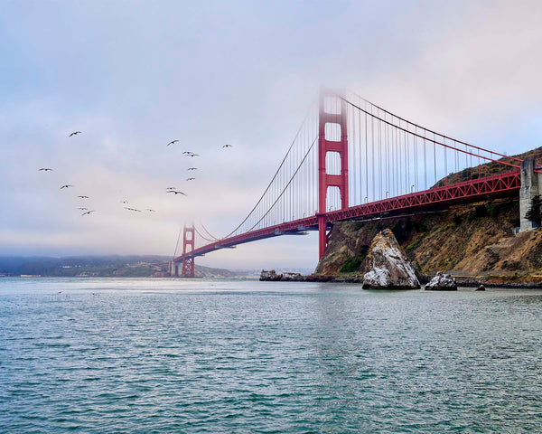 Seagulls Fly by Golden Gate Bridge