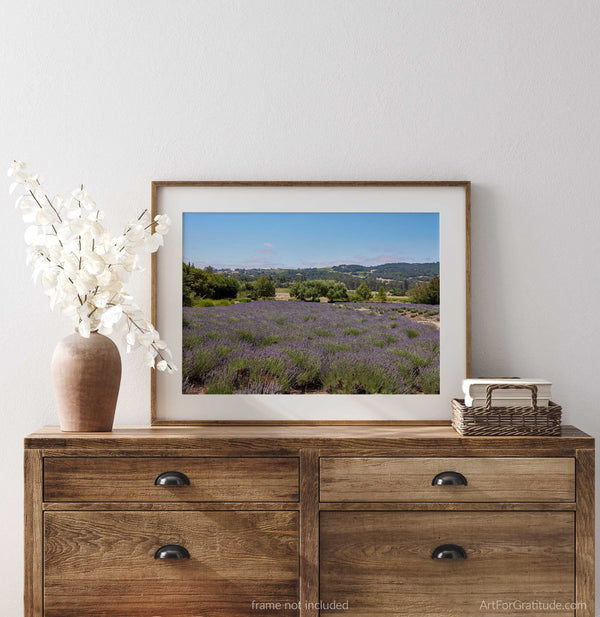 Lavender Field, Sonoma Valley California Fine Art Photography Print