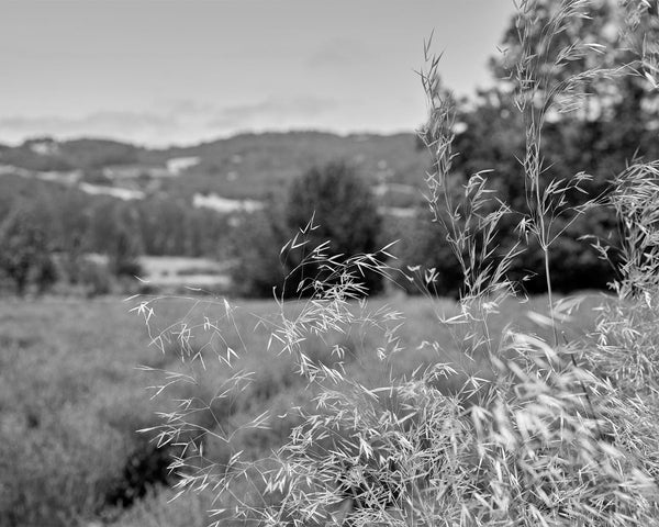 Wild Grass In Lavender Field, Sonoma Valley California Black And White Fine Art Photography Print