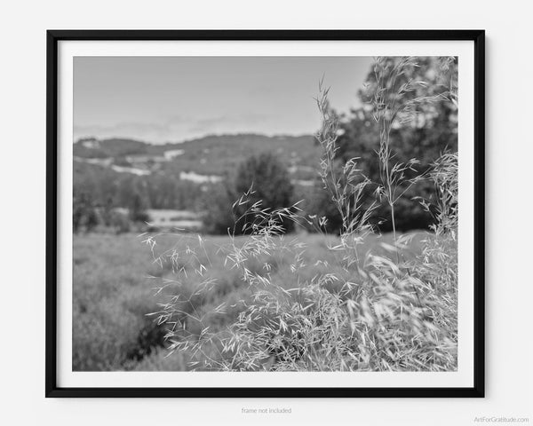 Wild Grass In Lavender Field, Sonoma Valley California Black And White Fine Art Photography Print