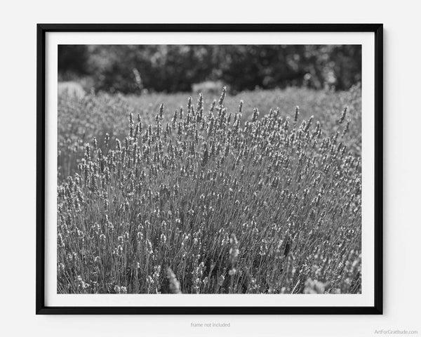 Lavender Field With Bees, Sonoma Valley California Black And White Fine Art Photography Print