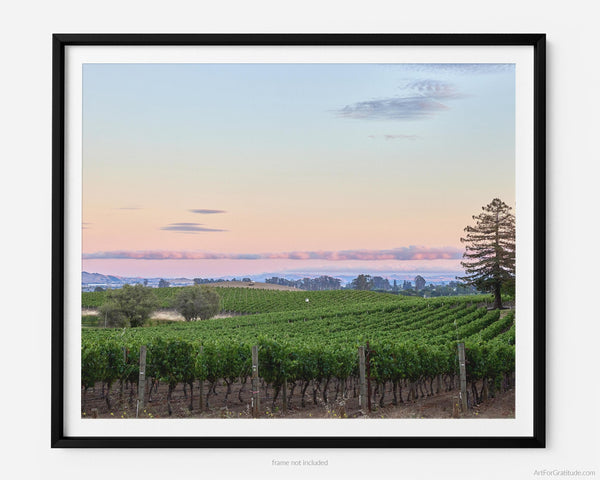 Vineyard Sunset, Napa Valley Fine Art Photography Print