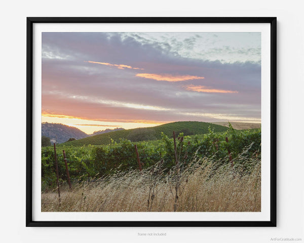 Vineyard Sunset, Napa Valley Fine Art Photography Print
