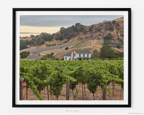 Vineyard And White Farmhouse, Napa Valley Fine Art Photography Print