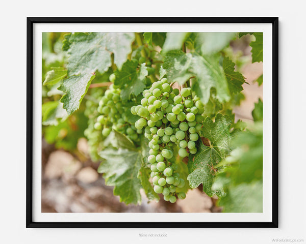 White Wine Grapes In Vineyard, Napa Valley Fine Art Photography Print