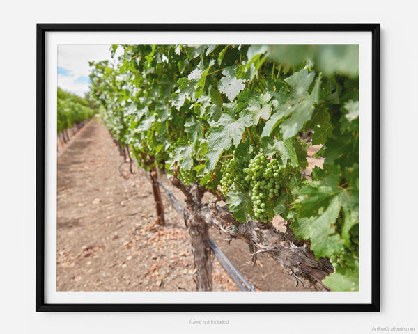 Row Of White Wine Grapes In Vineyard, Napa Valley Fine Art Photography Print