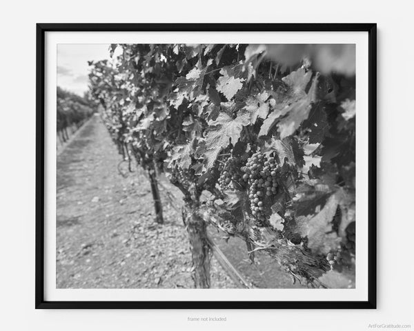 White Wine Grapes In Vineyard, Napa Valley Black And White Fine Art Photography Print