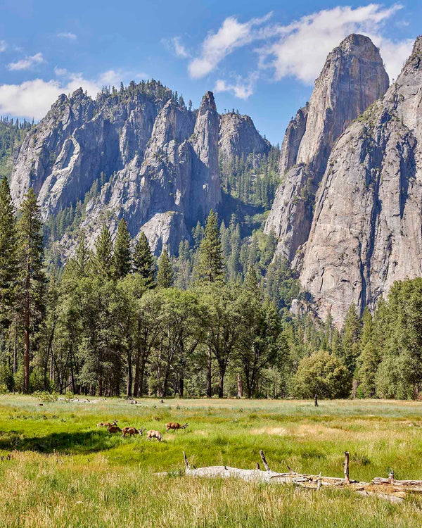 Cathedral Spires & Cathedral Rock Over Meadow, Yosemite Fine Art Photography Print