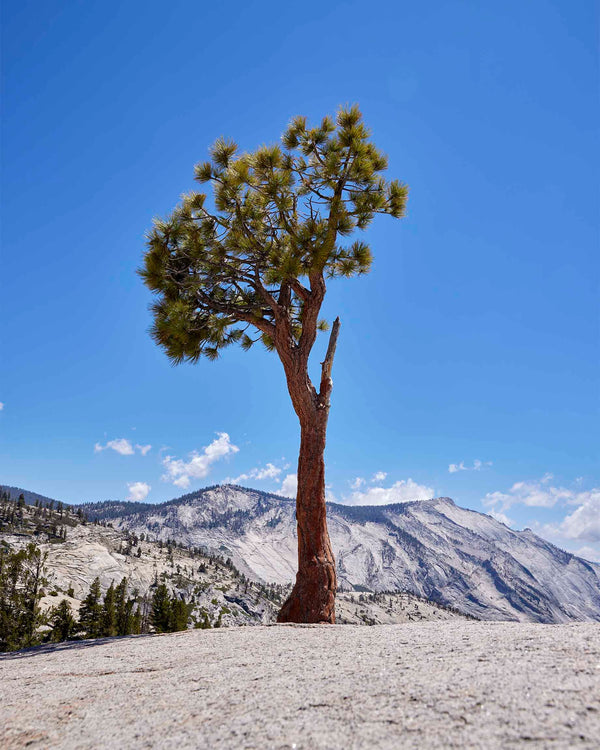 Olmsted Point Juniper Tree, Yosemite Fine Art Photography Print