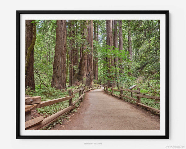 Muir Woods Hiking Trail, Marin County California Fine Art Photography Print