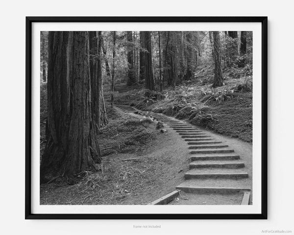 Muir Woods Hiking Trail Stairs, Marin County California Black And White Fine Art Photography Print