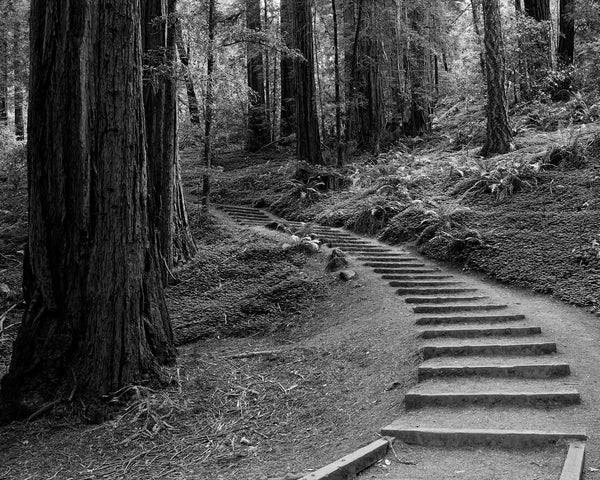 Muir Woods Hiking Trail Stairs, Marin County California Black And White Fine Art Photography Print