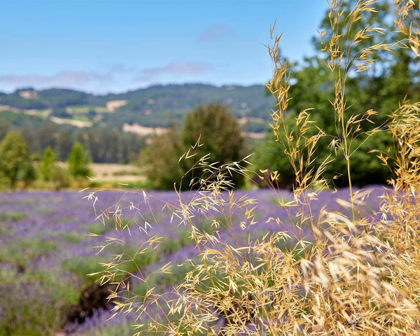 Wild Grass In Lavender Field, Sonoma Valley California Fine Art Photography Print