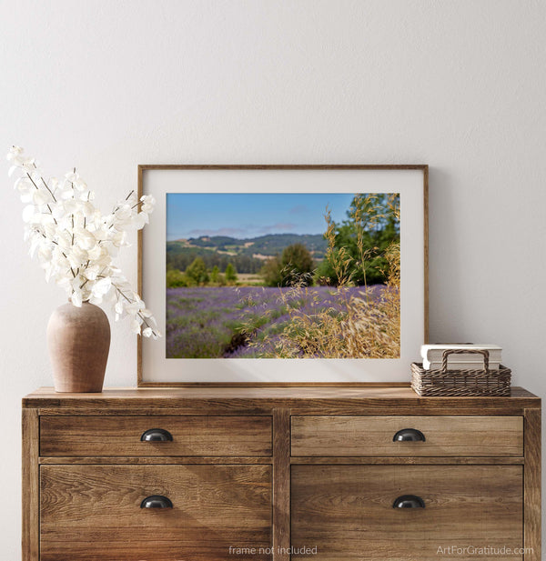 Wild Grass In Lavender Field, Sonoma Valley California Fine Art Photography Print