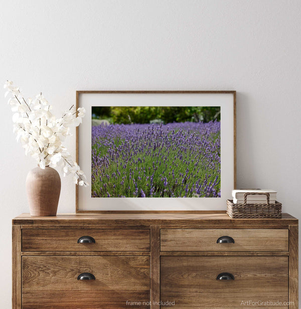 Lavender Field With Bees, Sonoma Valley California Fine Art Photography Print