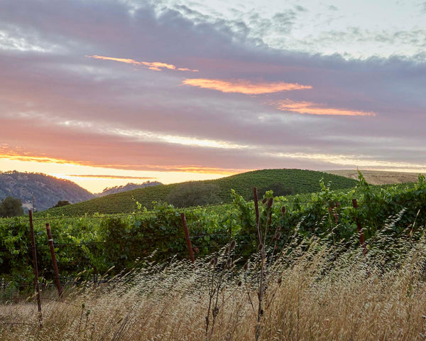 Vineyard Sunset, Napa Valley Fine Art Photography Print