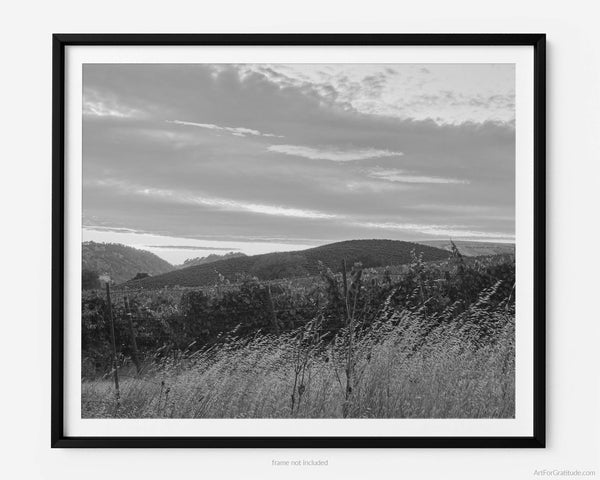 Vineyard Sunset, Napa Valley Black And White Fine Art Photography Print