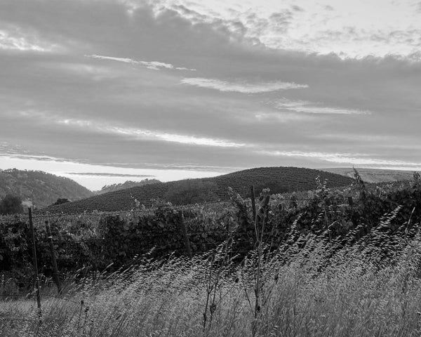 Vineyard Sunset, Napa Valley Black And White Fine Art Photography Print