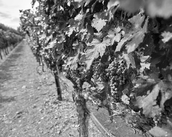 White Wine Grapes In Vineyard, Napa Valley Black And White Fine Art Photography Print