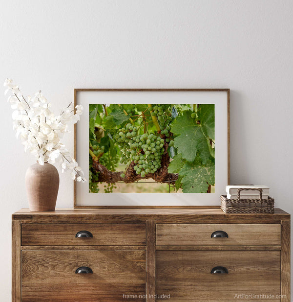 White Wine Grapes In Vineyard, Napa Valley Fine Art Photography Print