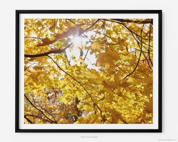 Fall Leaves, Saugatuck Michigan Fine Art Photography Print