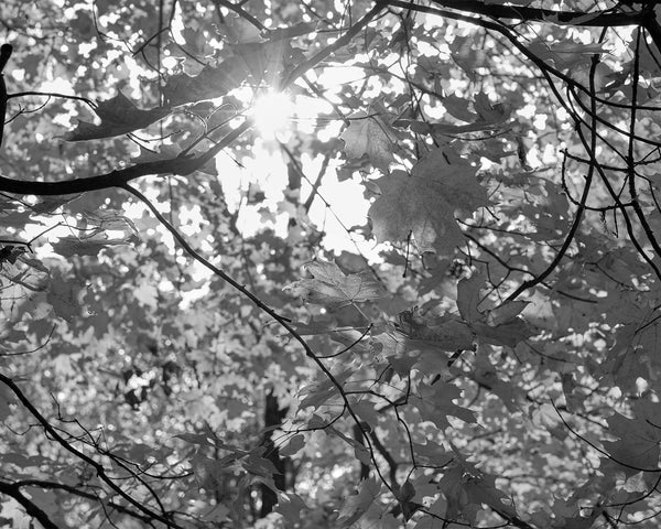 Fall Leaves, Saugatuck Michigan Black And White Fine Art Photography Print