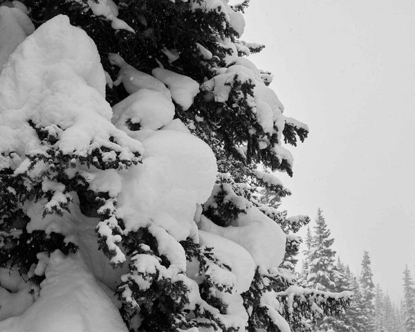 Fresh Powder Snow On Pine, Vail Colorado Fine Art Photography Print