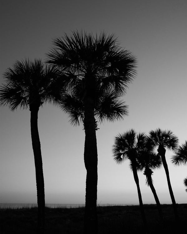 Palmetto Dunes Palmetto Trees At Sunset, Hilton Head Island Black And White Fine Art Photography Print