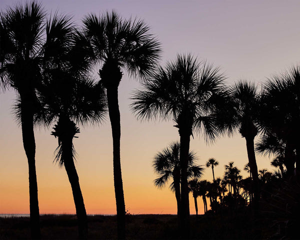 Palmetto Dunes Palmetto Trees At Sunset, Hilton Head Island Fine Art Photography Print