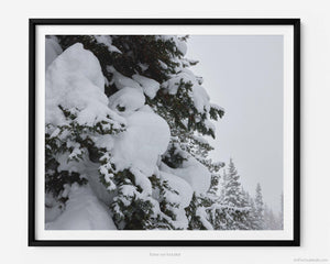 This black and white fine art photography print shows winter in Vail, Colorado at Vail Ski Resort. Featuring a stunning view of a pine tree covered in freshly fallen powder snow off the Timberline Catwalk trail at Vail Ski Resort. 