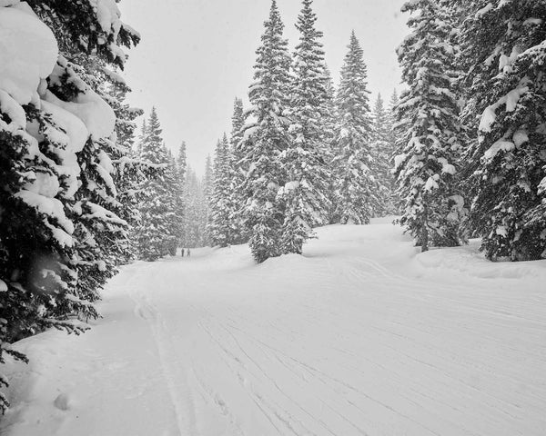 Timberline Catwalk Trail At Vail Ski Resort, Vail Colorado Fine Art Photography Print