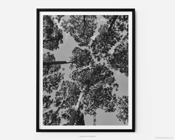Loblolly Pine Trees At South Beach, Hilton Head Island Black And White Fine Art Photography Print
