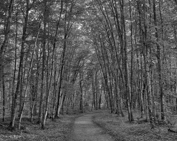 Chapel Loop Hiking Trail Enchanted Trees, Pictured Rocks Michigan Black And White Fine Art Photography Print