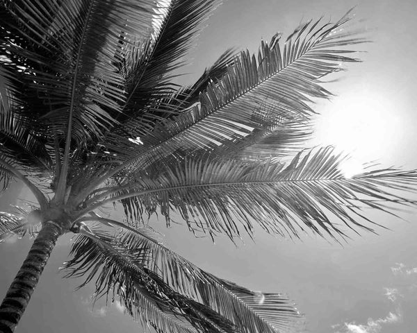 Palm Tree Backlit By Caribbean Sun, St. John USVI Black And White Fine Art Photography Print