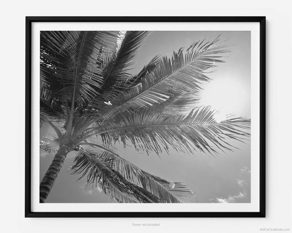Palm Tree Backlit By Caribbean Sun, St. John USVI Black And White Fine Art Photography Print