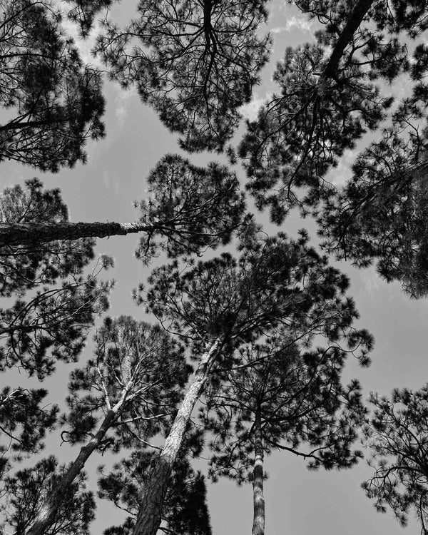 Loblolly Pine Trees At South Beach, Hilton Head Island Black And White Fine Art Photography Print