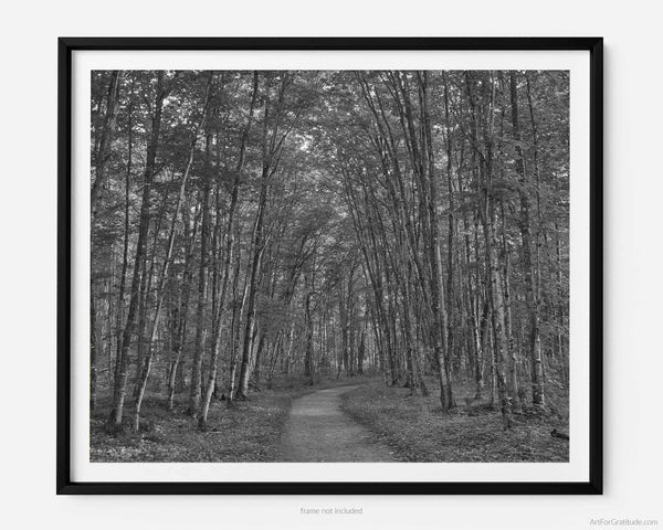 Chapel Loop Hiking Trail Enchanted Trees, Pictured Rocks Michigan Black And White Fine Art Photography Print