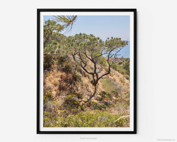 Torrey Pine Tree Fine Art Photography Print, At Torrey Pines State Park, In San Diego California, Art For Gratitude
